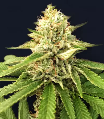 Auto Ghost OG Seeds