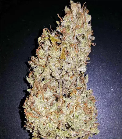Auto Gorilla OG Seeds