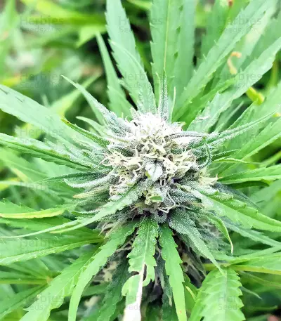 BCN Critical XXL
