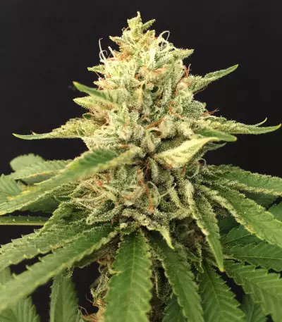 Black Ghost OG