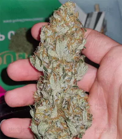 Blackwater weed strain