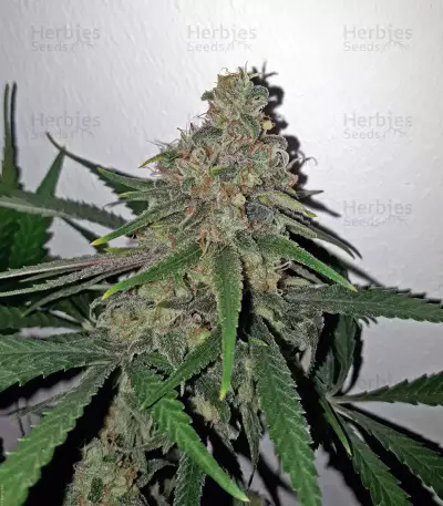 Canalope Haze feminized seeds