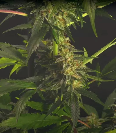 Chem-Bomb Auto Seeds