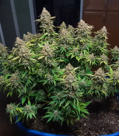 Semi femminizzati Critical Super Silver Haze