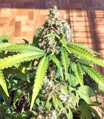Critical Seeds