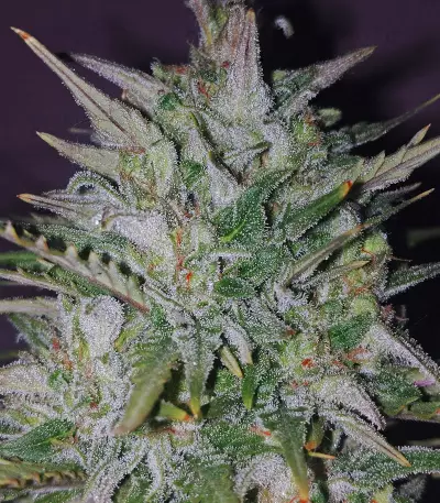Dreamberry Seeds