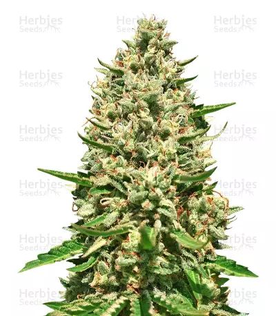 Graines de cannabis Early Bubba Hash (Ace Seeds)
