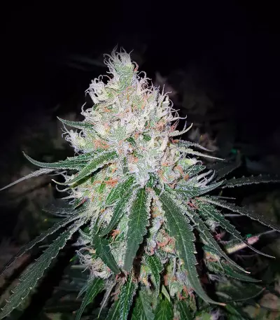 Exodus Cheese x Swaziland (GHS)
