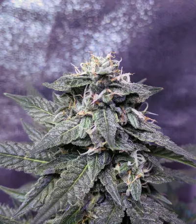 Fantasmo Express Auto Seeds