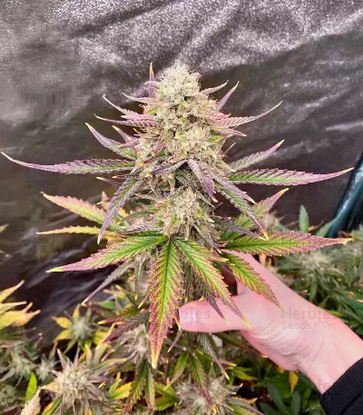 Guava Auto Seeds