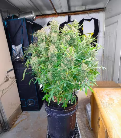 Guava Auto Seeds