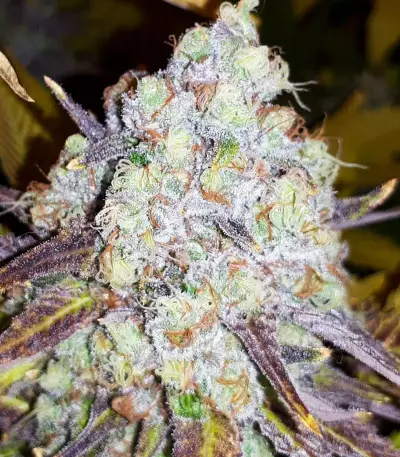 Semi femminizzati Grand Daddy Purp