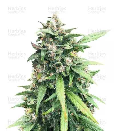 Green Crack feminized seeds (Cali Connection Seeds)