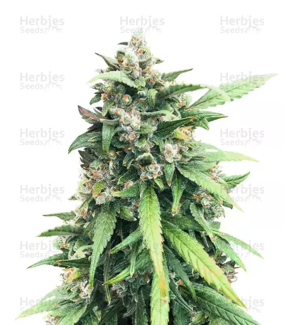 Green Crack