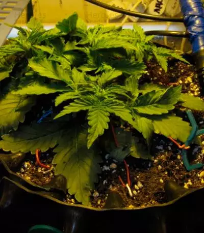 Graines de cannabis Il Diavolo Auto (Delicious Seeds)
