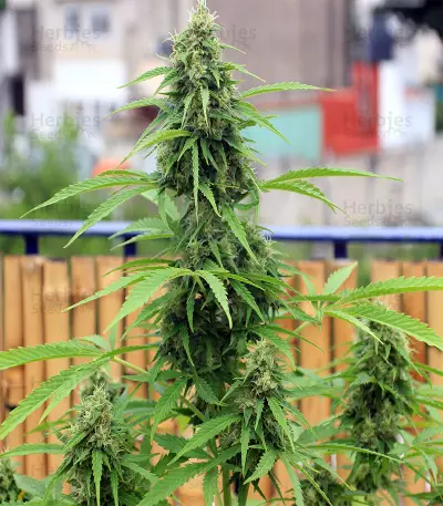 Jack Diesel Express Auto feminized seeds