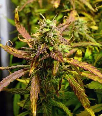 LSD Auto (Barney's Farm)