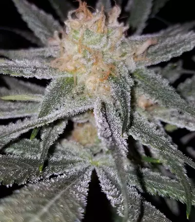 Original Glue Seeds