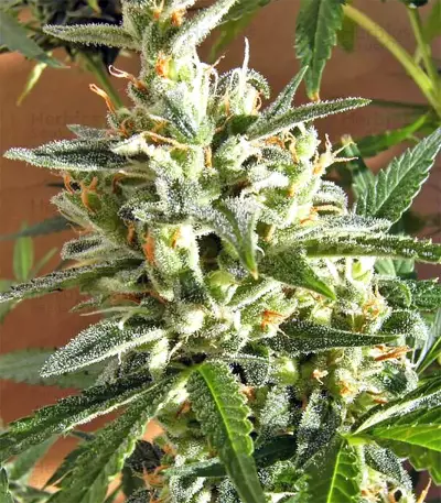 Panama Regular seeds