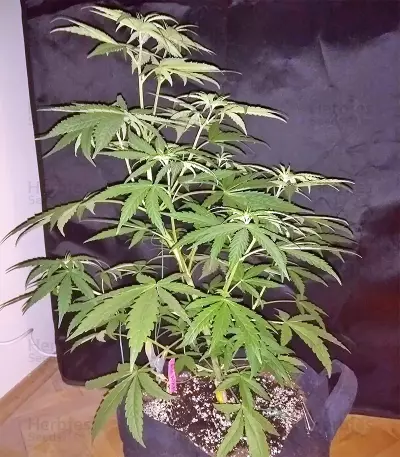 Panama strain