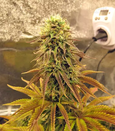 Peyote Purple Regular seeds