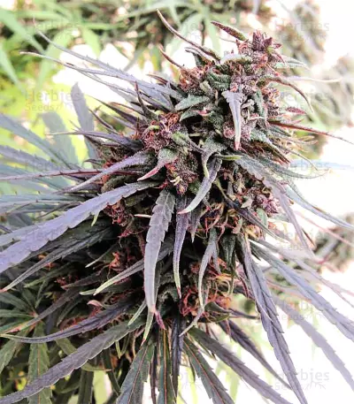 Semi femminizzati Purple Haze x Malawi