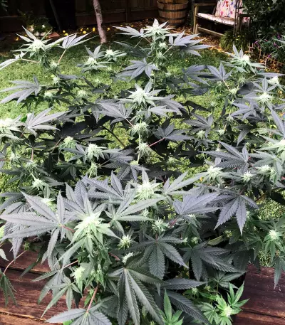 Sherbert (Blackskull Seeds)