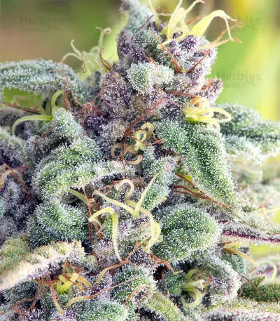 Sherbet (Seedstockers)