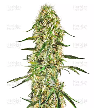Buy Silver Bubble Regular seeds