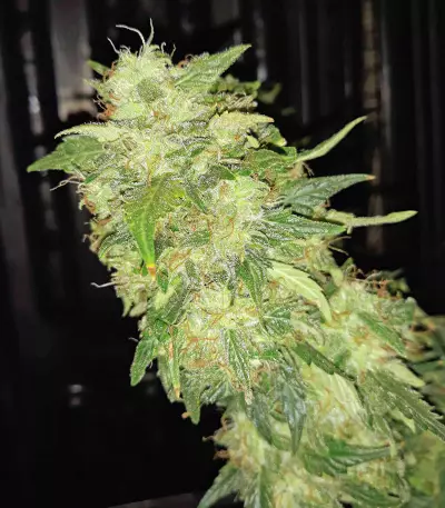 Sour Tangie Semi regolari