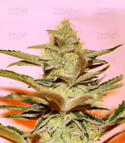 Graines de cannabis Stracciatella (T.H. Seeds)