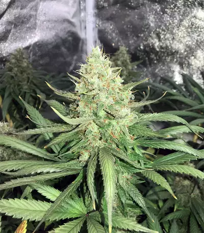 Semi femminizzati di Strawberry Fields