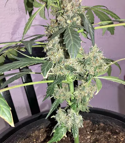 Super Auto Lemon Haze (Original Sensible Seeds)