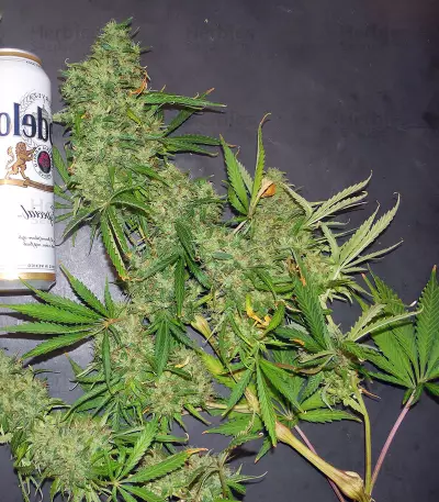 Super Skunk Automatic (Sensi Seeds)