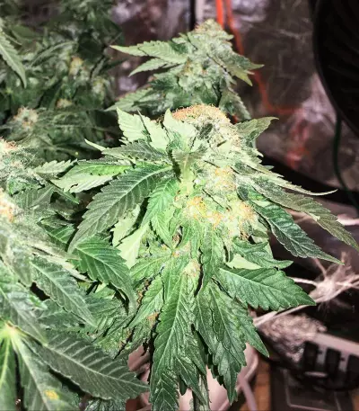 White Widow (G13 Labs)