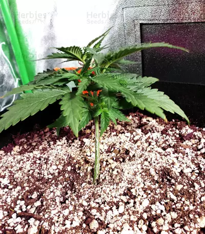 Z Auto feminized seeds (Original Sensible Seeds)