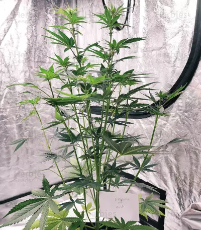 Graines de cannabis Afghan Kush Regular (World of Seeds)
