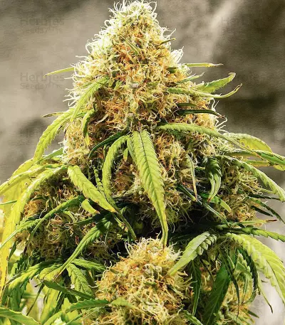 Big Bang Auto Seeds