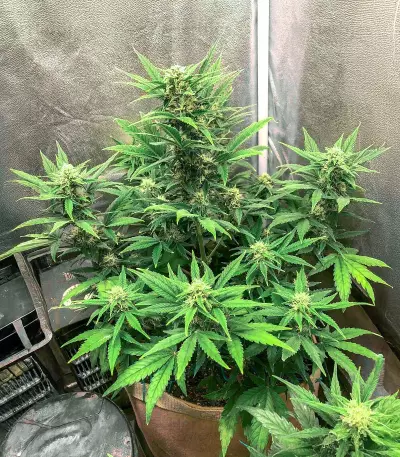 Big Bomb Auto feminized seeds