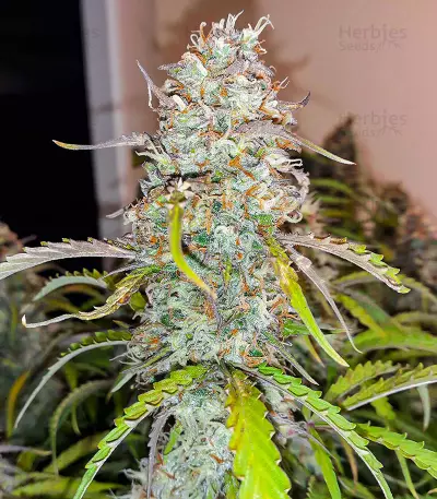 Black Herer Autoflower feminisierte Samen (EGS)