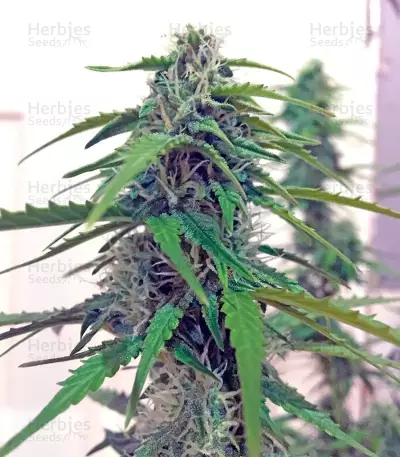 Botafumeiros feminized seeds