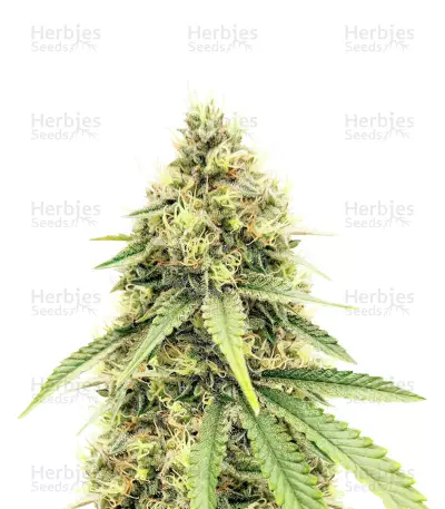 Cement Shoes Feminized Seeds (Herbies Seeds USA)