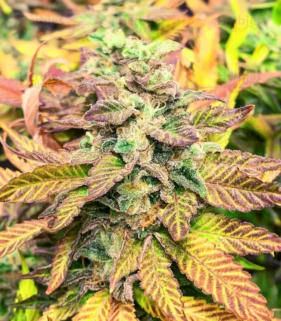 Chem Cookies Seeds (AlphaFem Seeds)