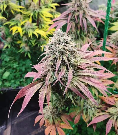 Cotton Candy Cane feminized seeds