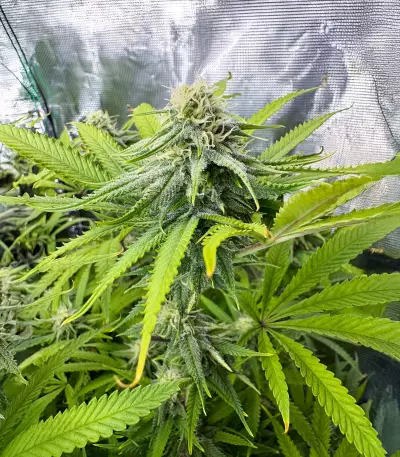 Delicious Cookies Feminized Seeds (Delicious Seeds)