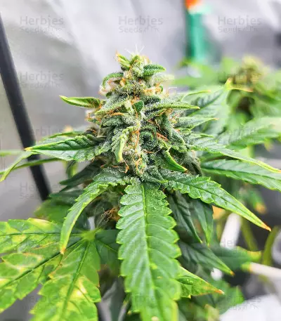 เมล็ด Dozy Doz (AlphaFem Seeds)