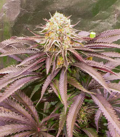 Dozywelly OG Feminized Seeds (AlphaFem Seeds)