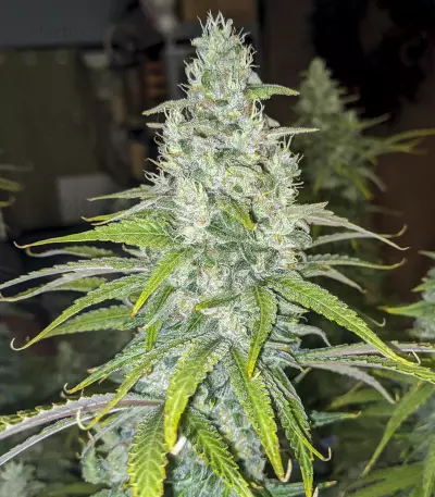 Eleven Roses Early Version Seeds (Delicious Seeds)