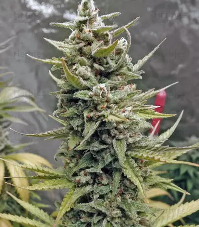 G13 Haze (Barney's Farm)