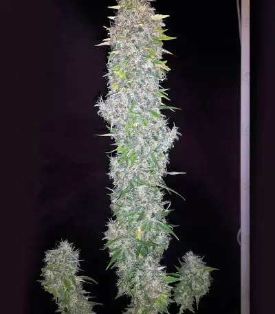 G13 Haze (Barney's Farm)